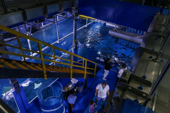 Georgia Aquarium: exhibits, education and conservation programming