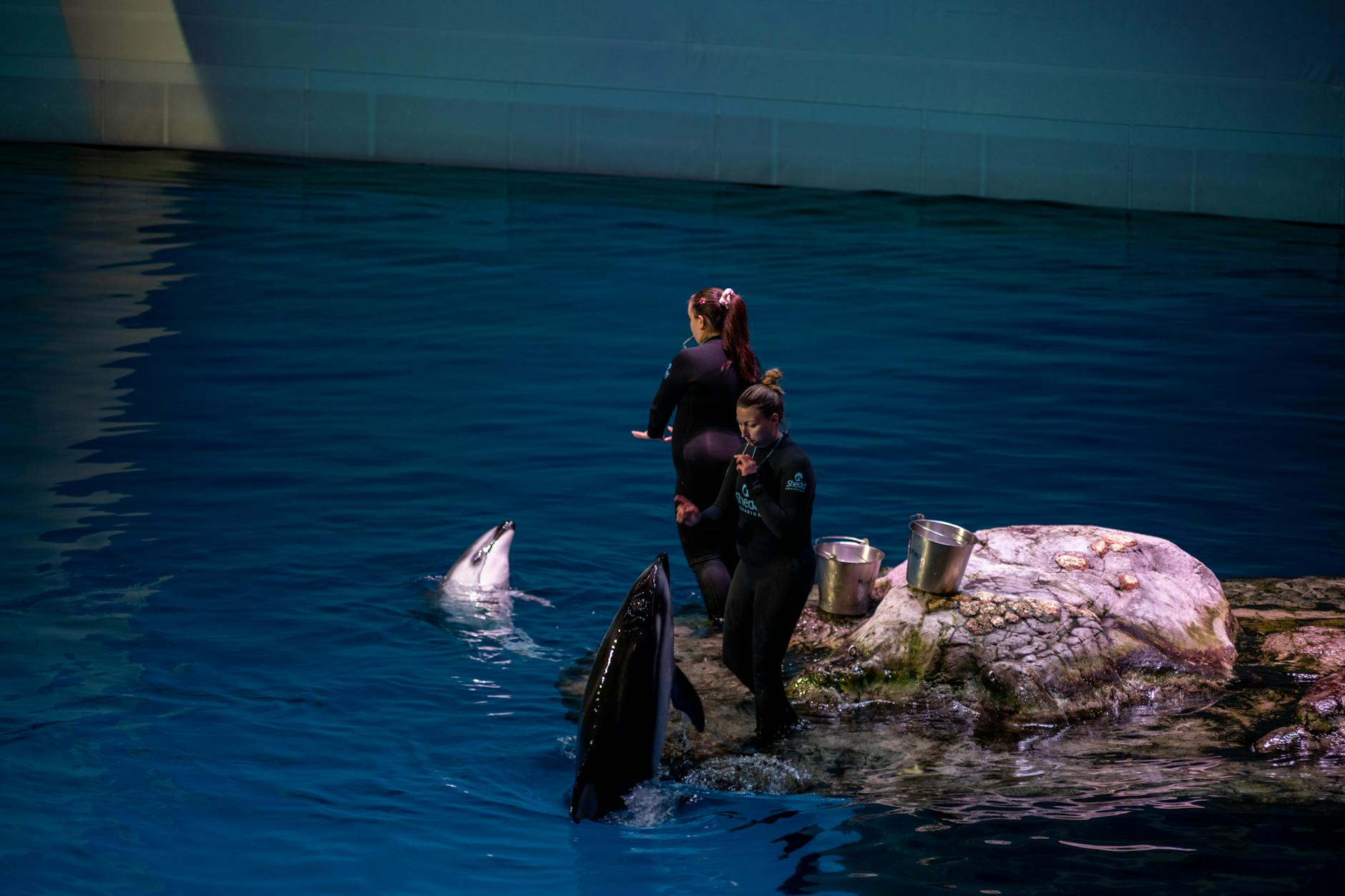 Georgia Aquarium: exhibits, education and conservation programming in Atlanta