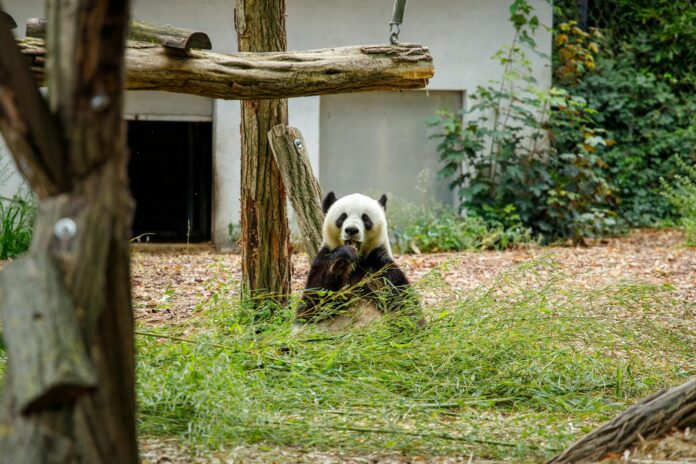 Zoo Atlanta’s role in panda care and regional wildlife conservation