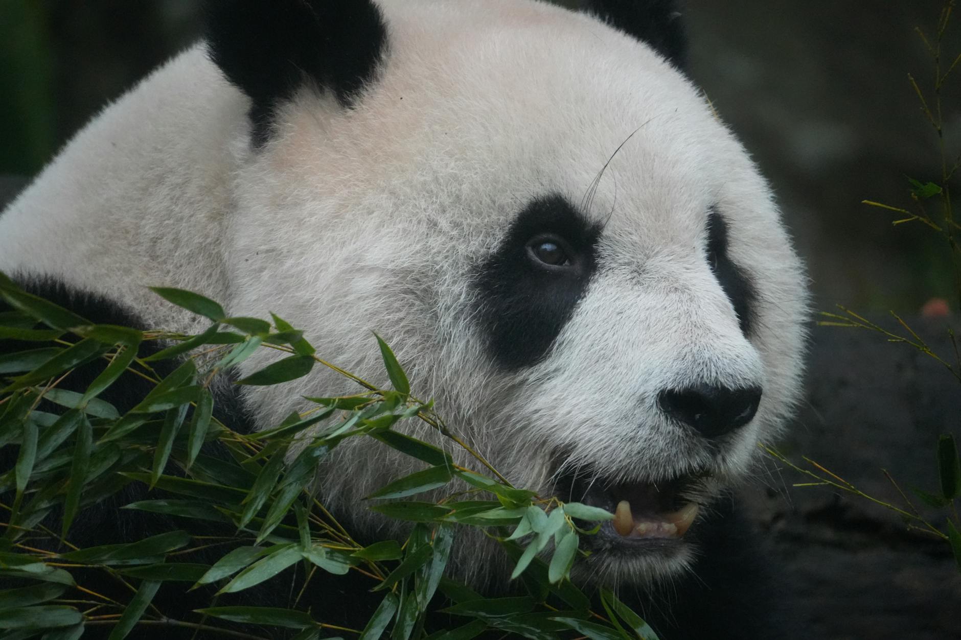 Zoo Atlanta’s role in panda care and regional wildlife conservation in Atlanta